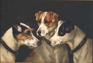 Fox Terriers and Yorkshire Terriers, 1905